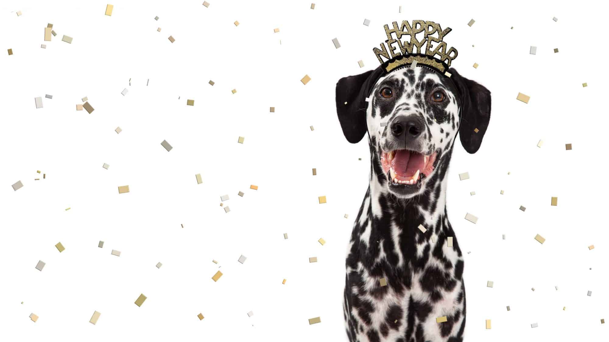 dalmation with new years hat on