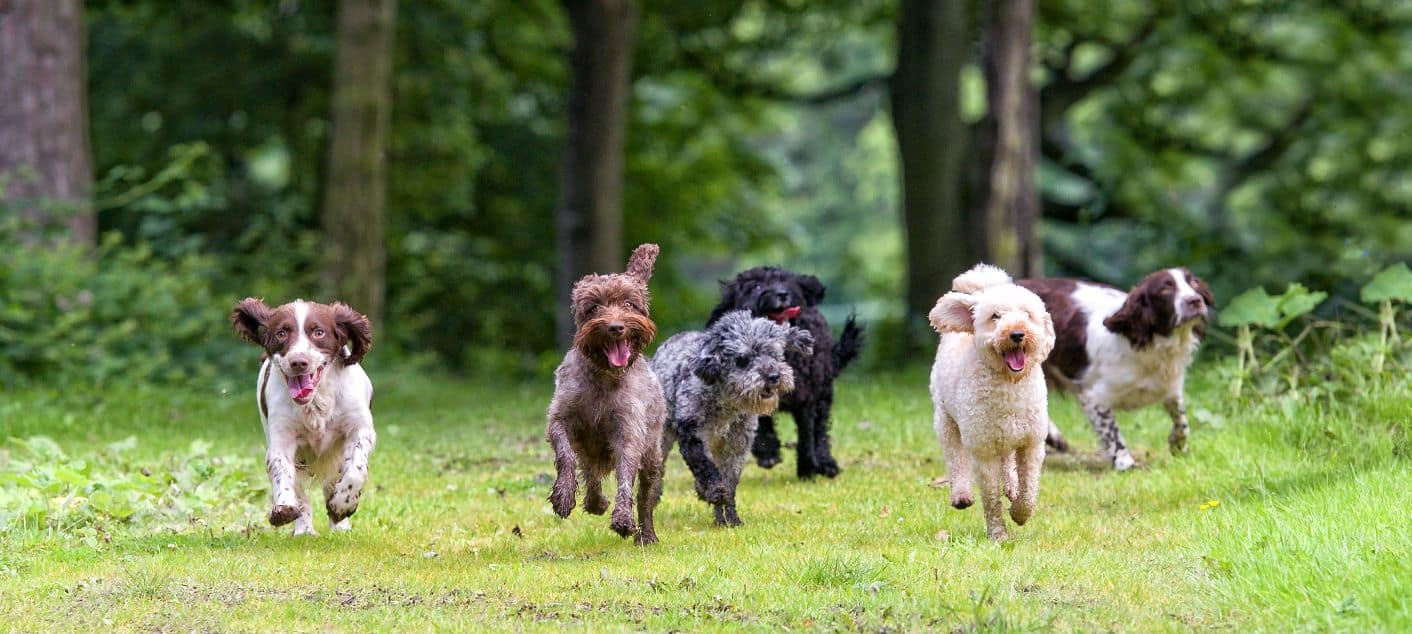 dogs running.