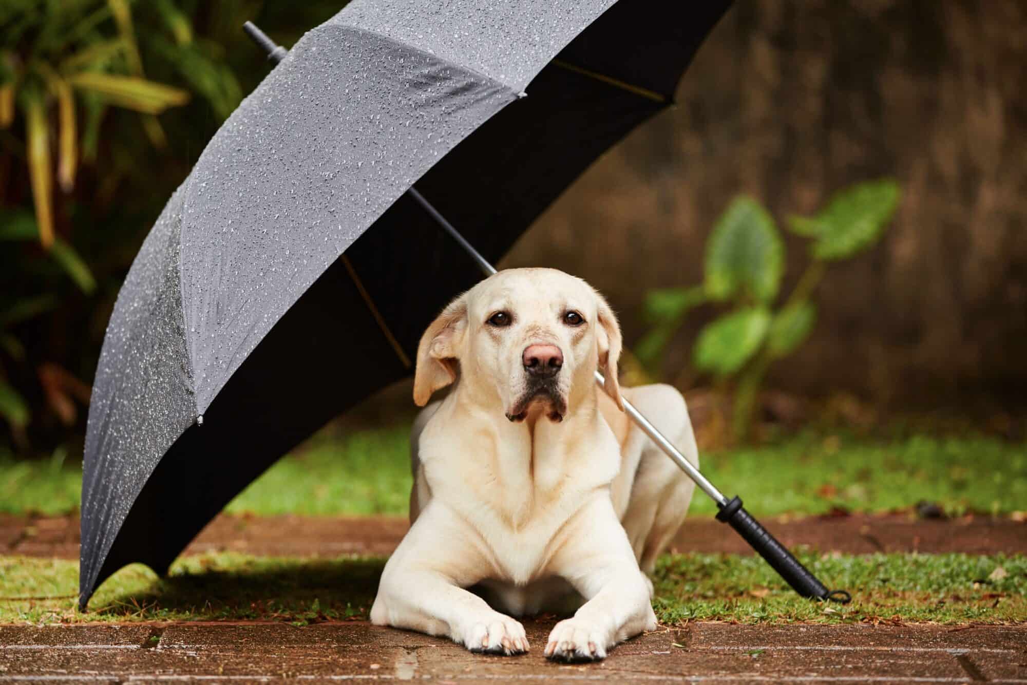 dog under umbrella.