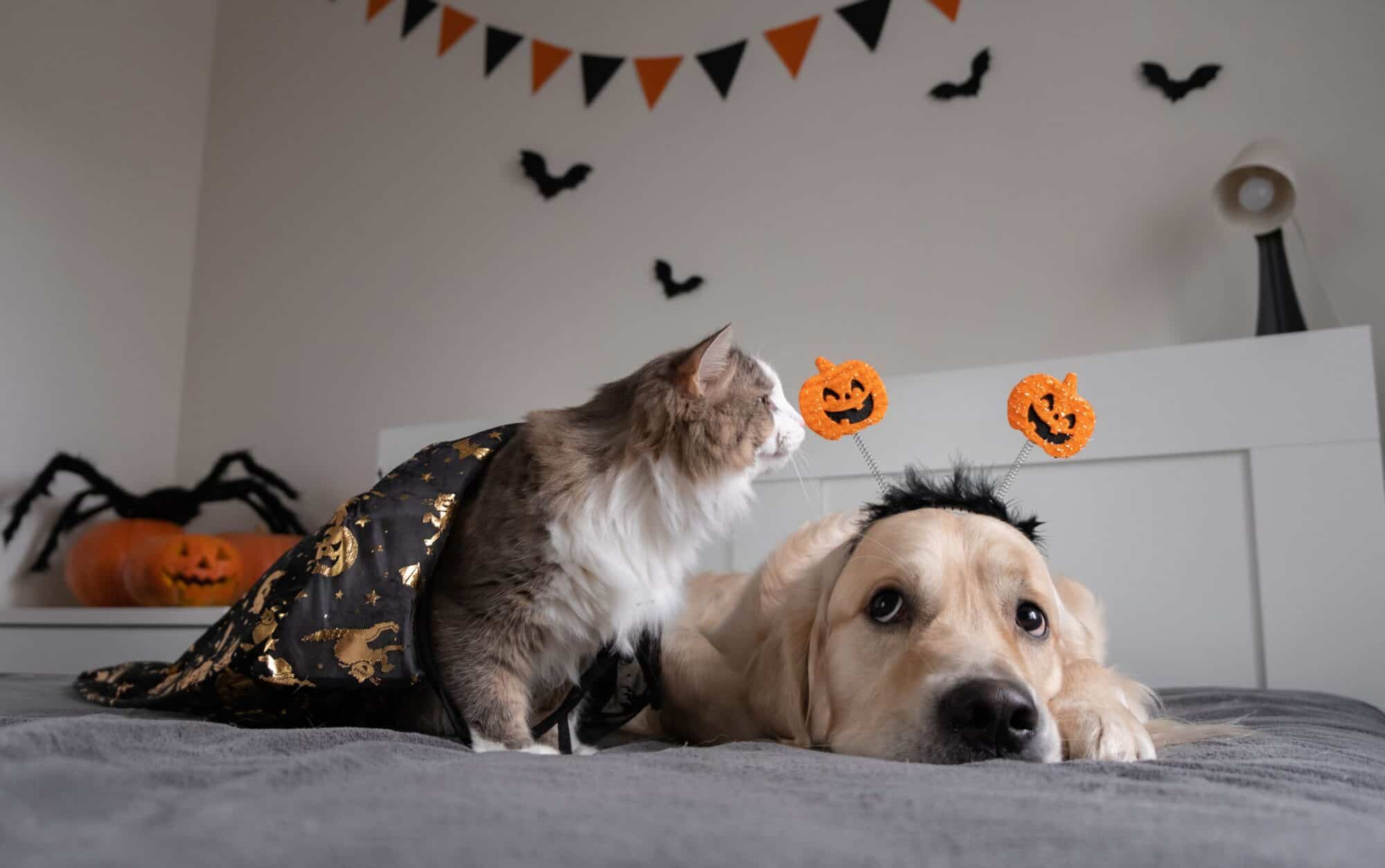 dog and cat with pumpkins.