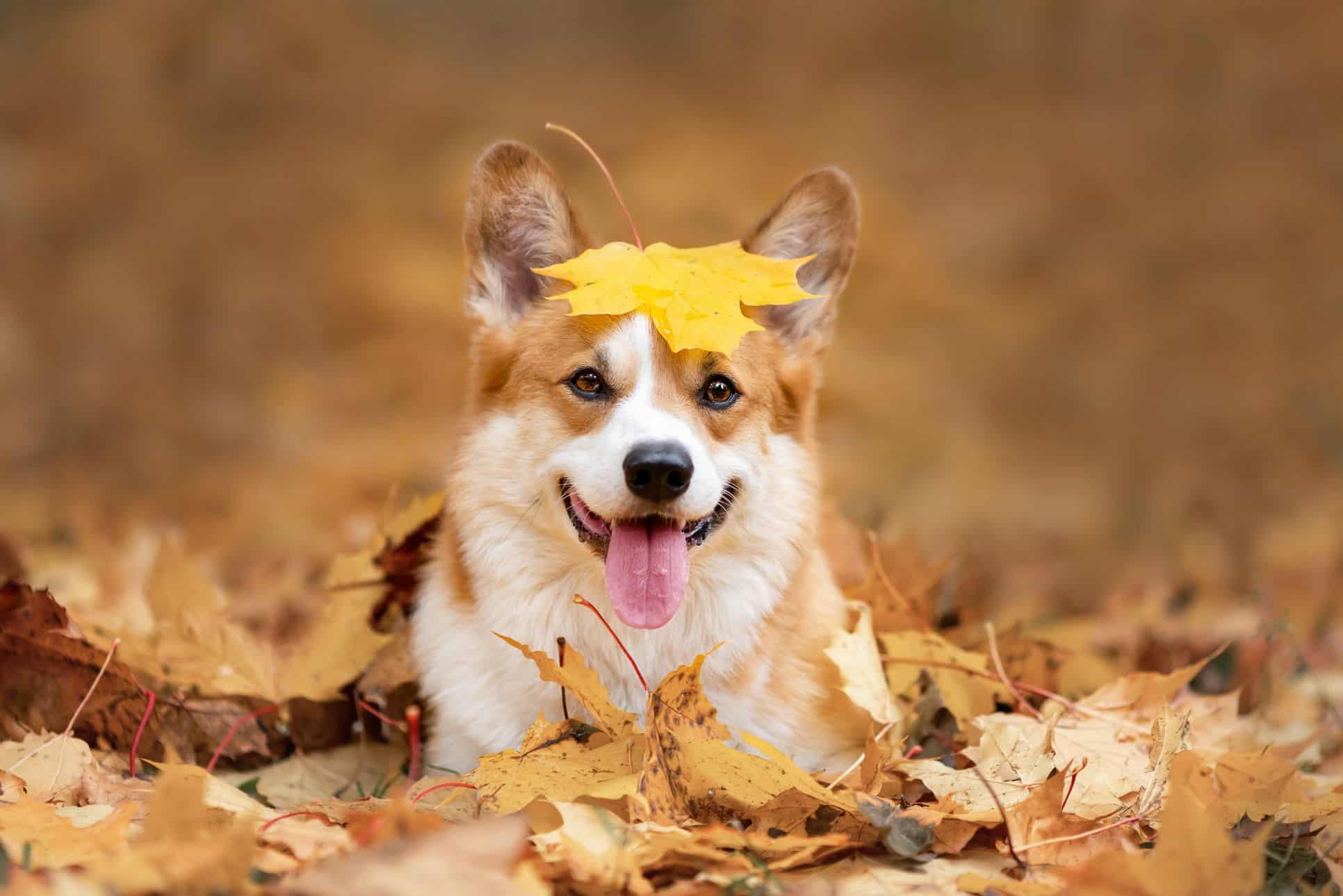 dog in pile of leaves.