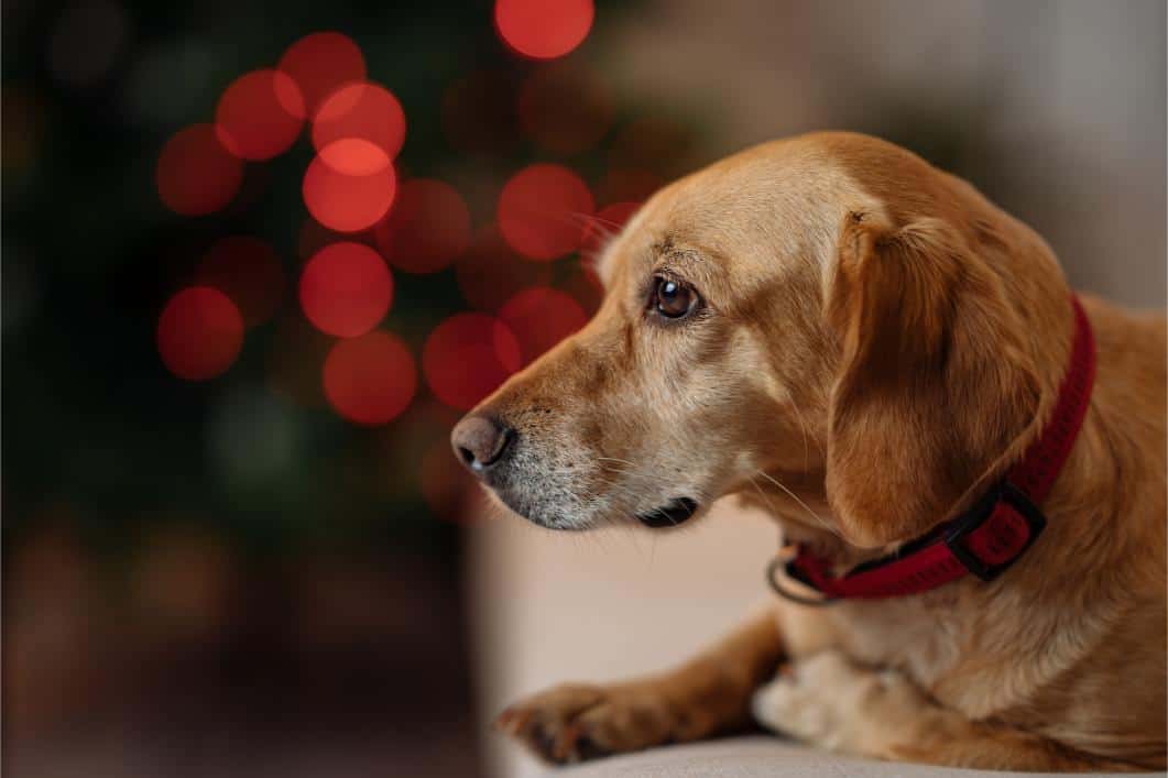 Adopting a Pet as a Gift For The Holidays: The Pros and Cons
