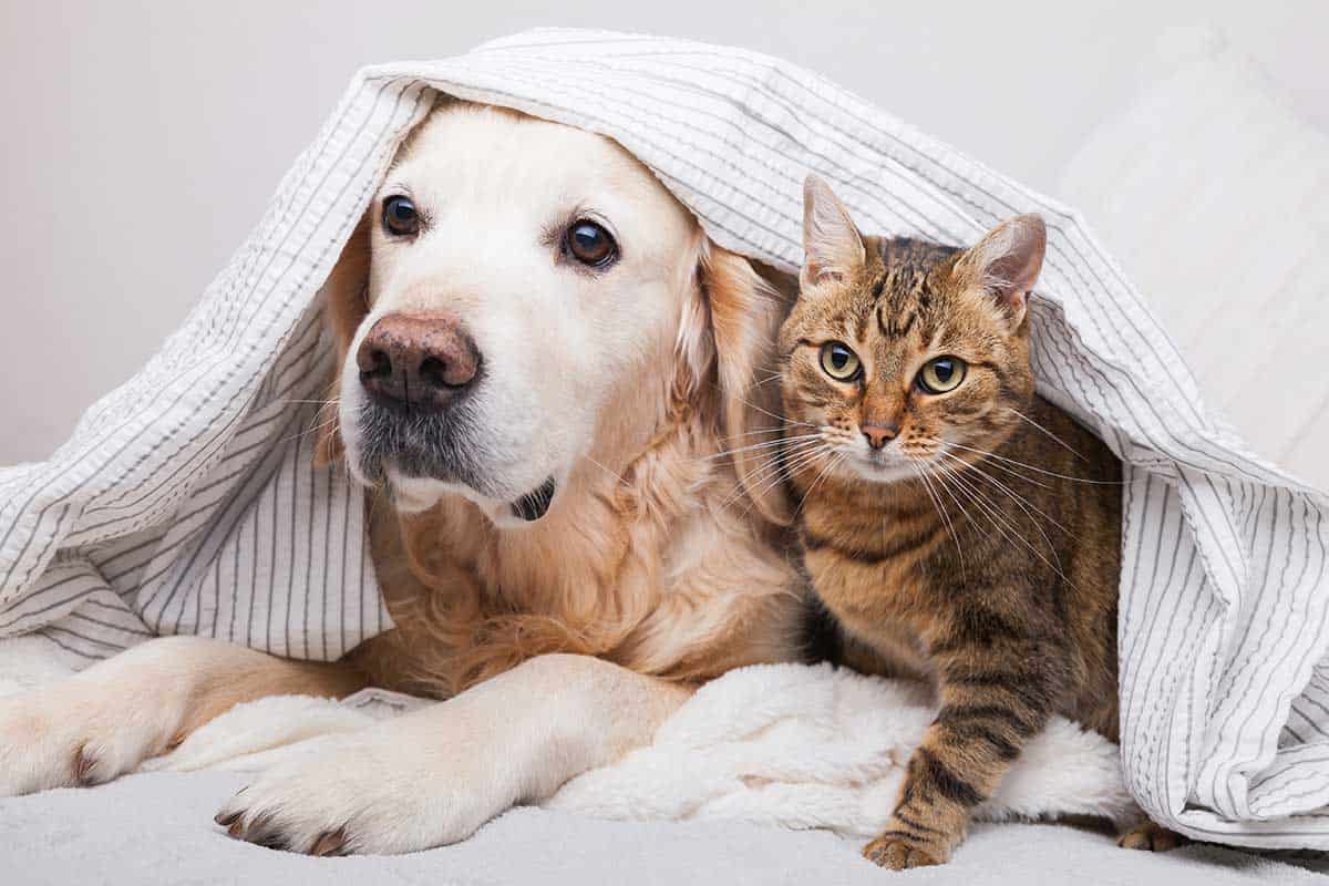 A dog and cat laying in a blanket