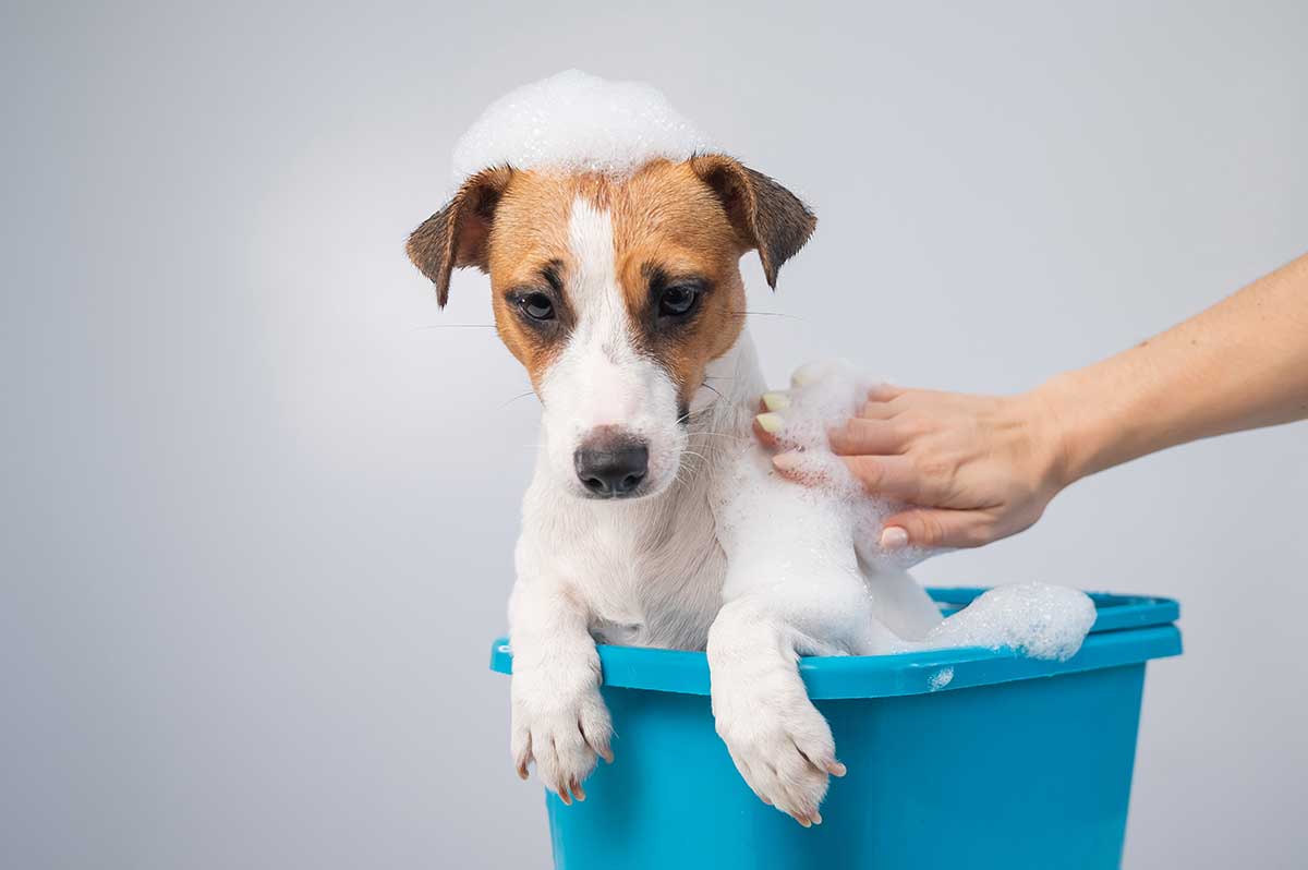 A dog being bathed