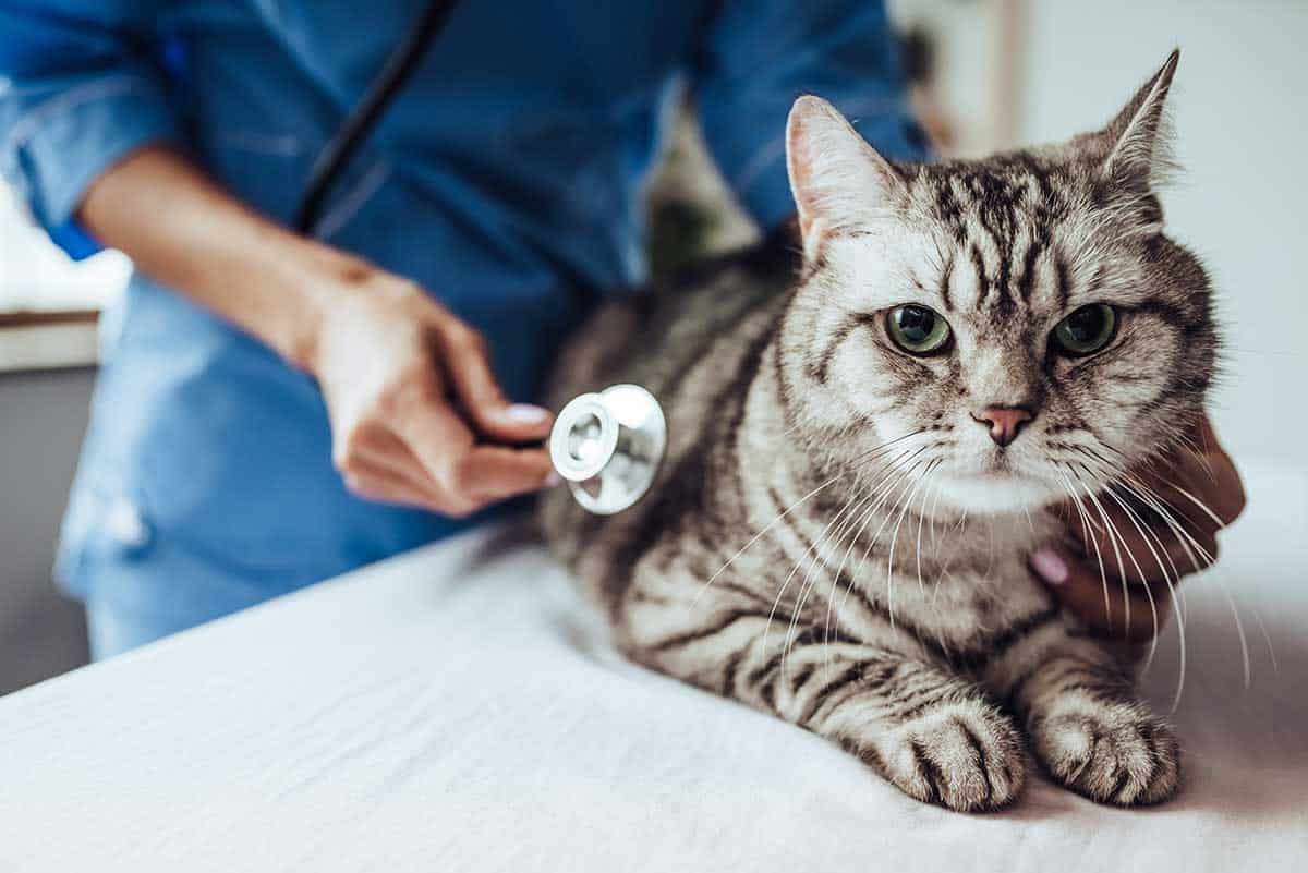 A cat being checked by a vet tech